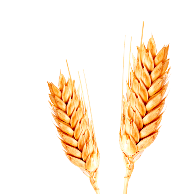 trigo-harina-de-cereales-granos-andinos-agrolac